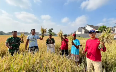 Pelaksanaan Ubinan IP 400 Banpem 2025 di Kecamatan Colomadu