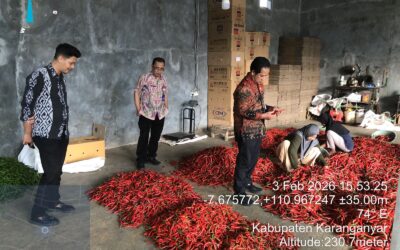 Harga Cabai Merah Besar di Tingkat Petani Karanganyar Menguat, Pasokan Panen Raya Terjaga
